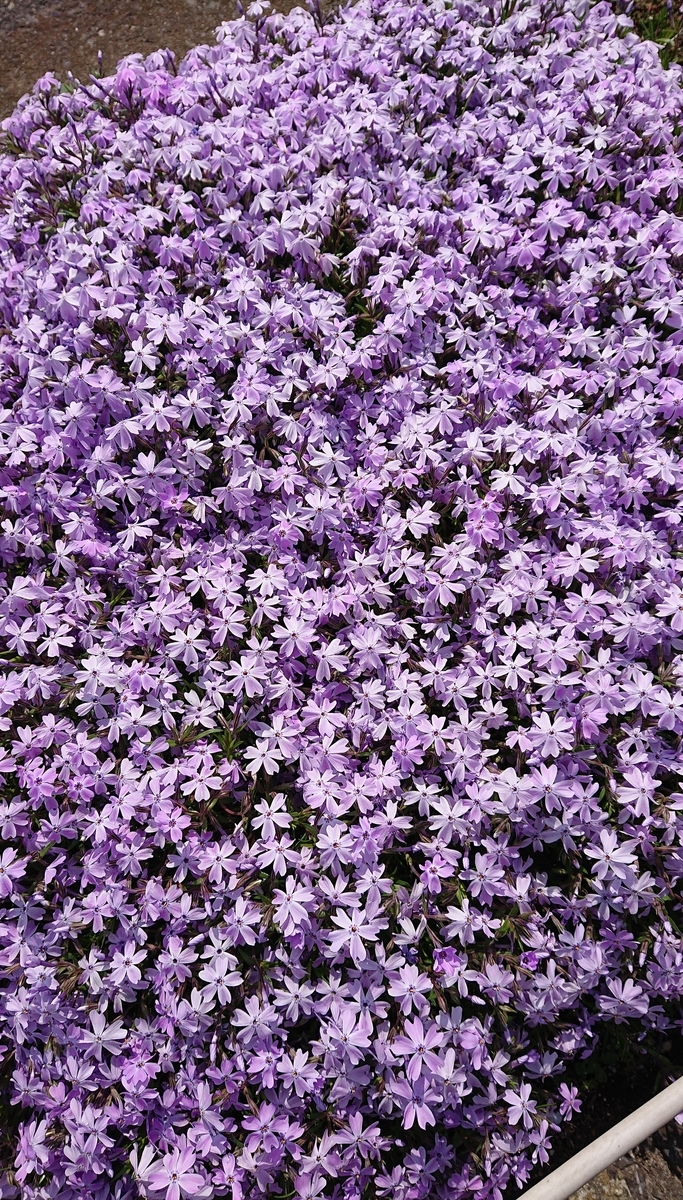 f:id:funaosarasa:20210410222935j:plain