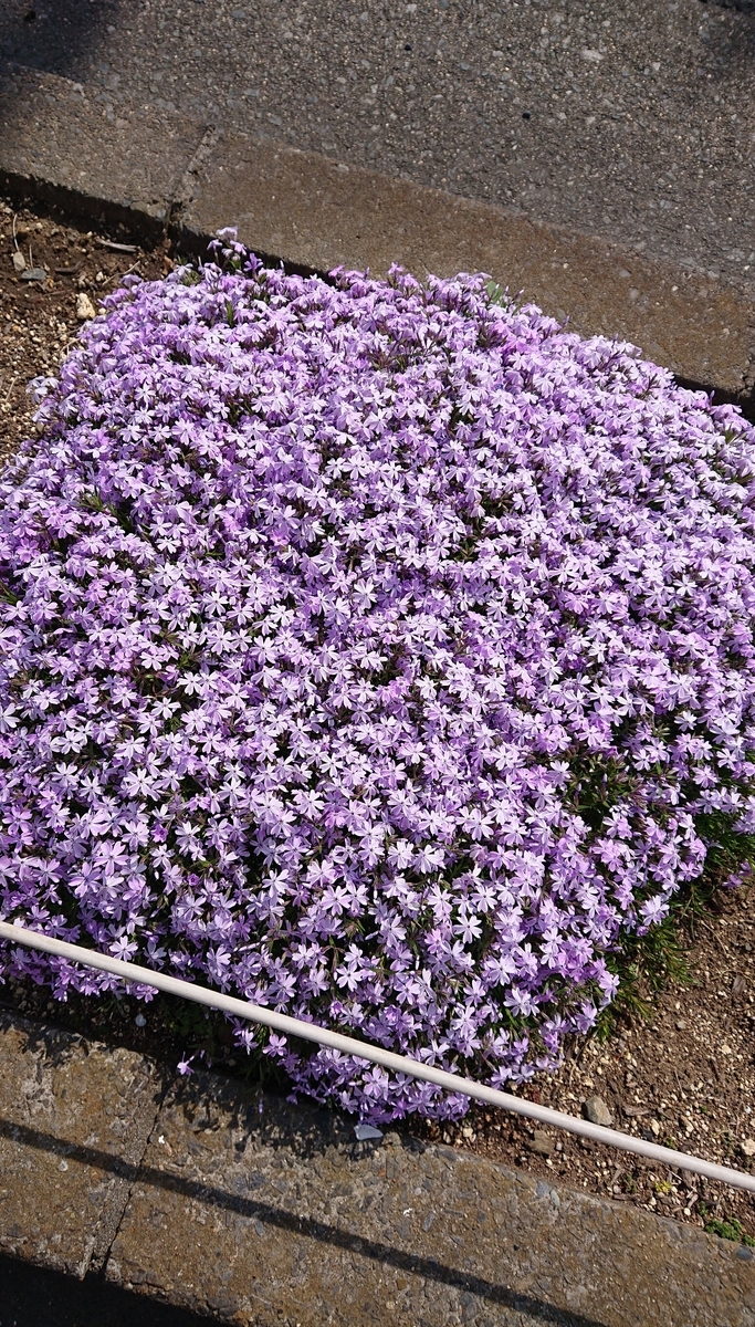 f:id:funaosarasa:20210410223042j:plain