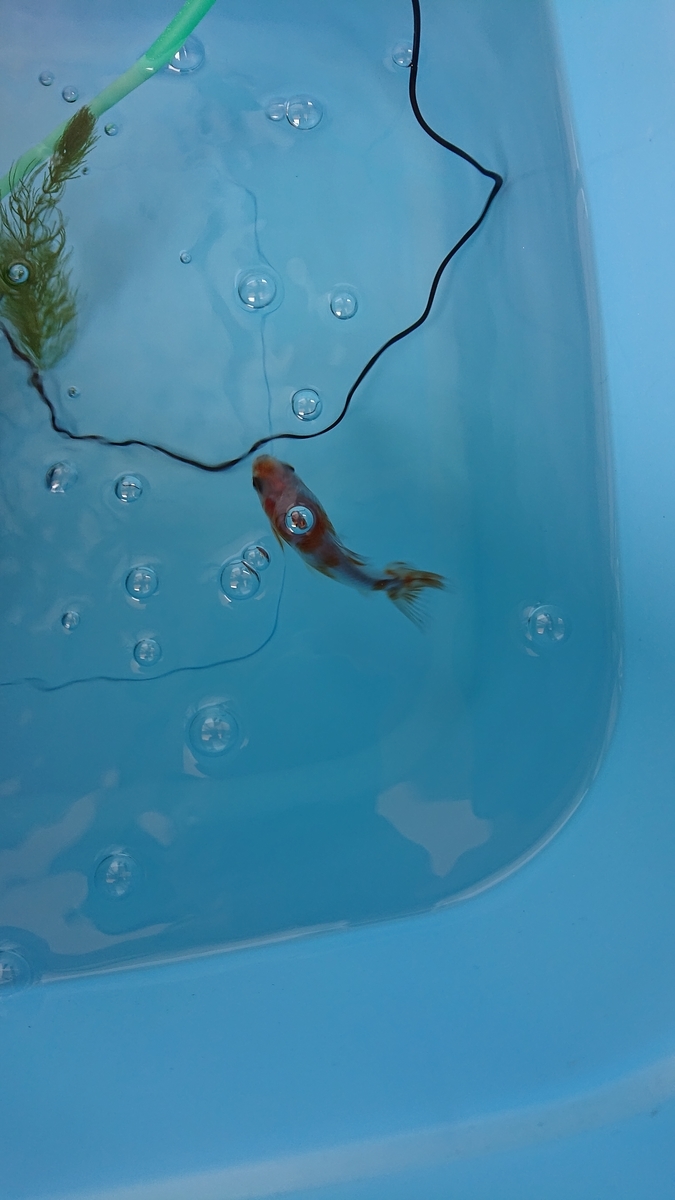 f:id:funaosarasa:20210412233032j:plain