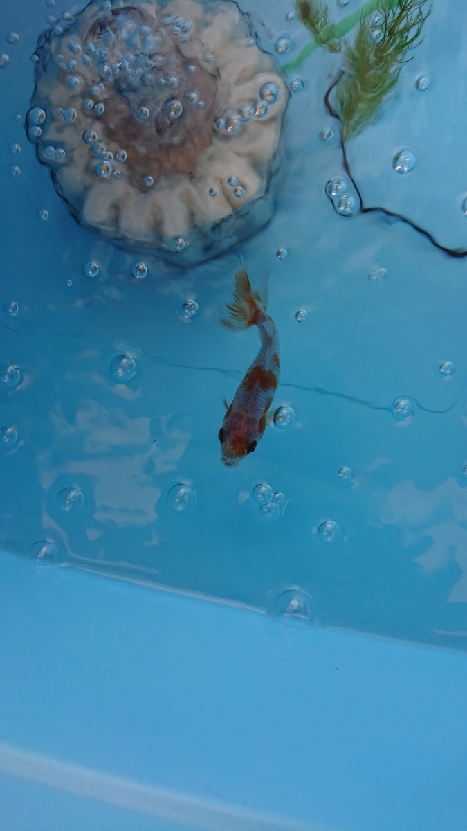 f:id:funaosarasa:20210412233401j:plain