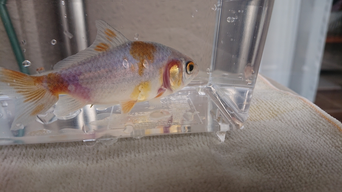 金魚 爆弾低気圧とエラ病 すくい金魚 金魚 爆弾低気圧とエラ病 すくい金魚