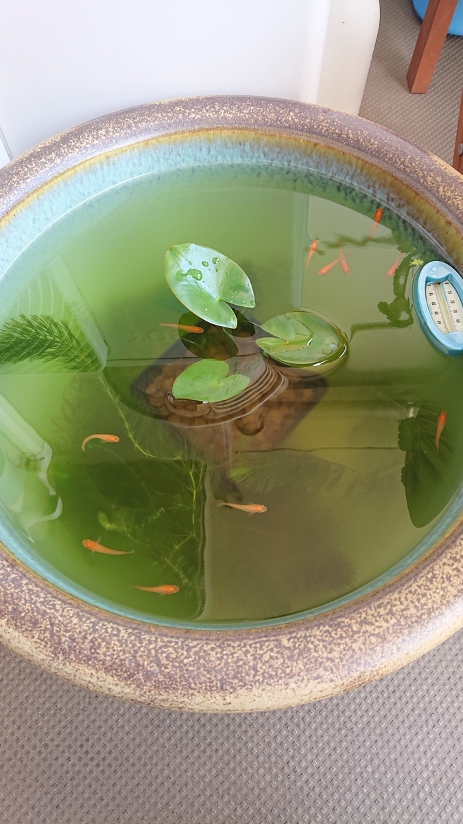 f:id:funaosarasa:20210505182419j:plain