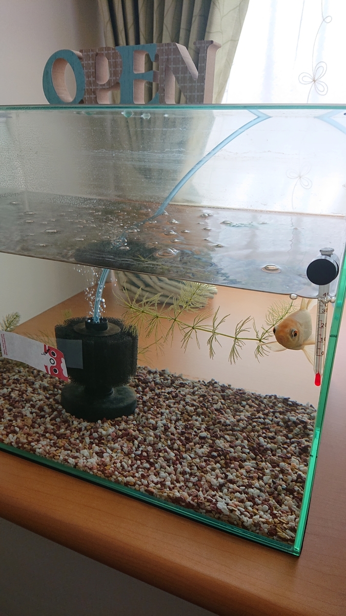金魚の浮きフンが治らない すくい金魚