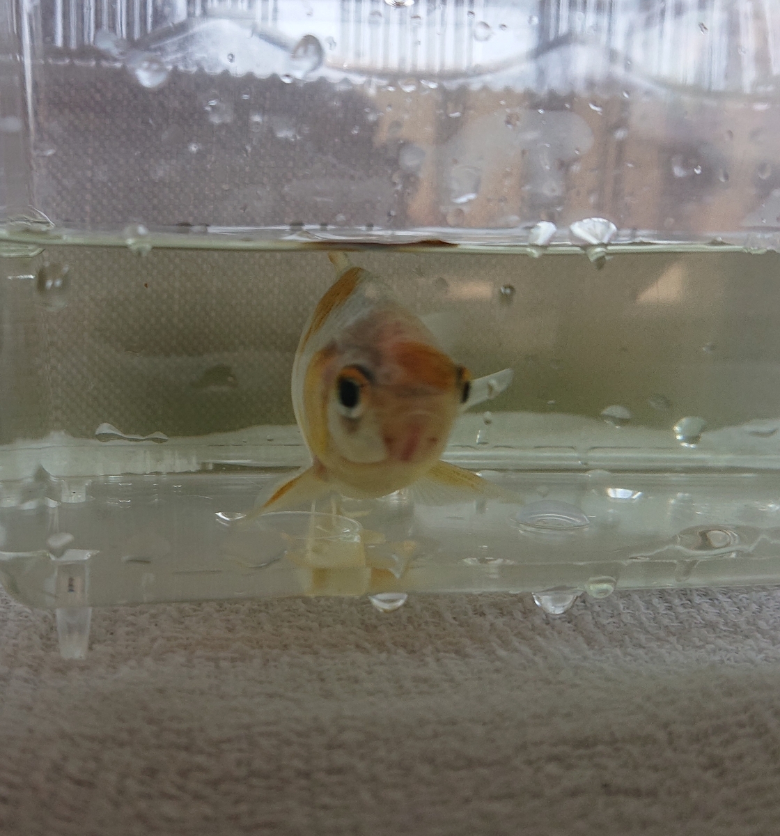 金魚 再び浮きフン対策 すくい金魚 金魚 再び浮きフン対策 すくい金魚