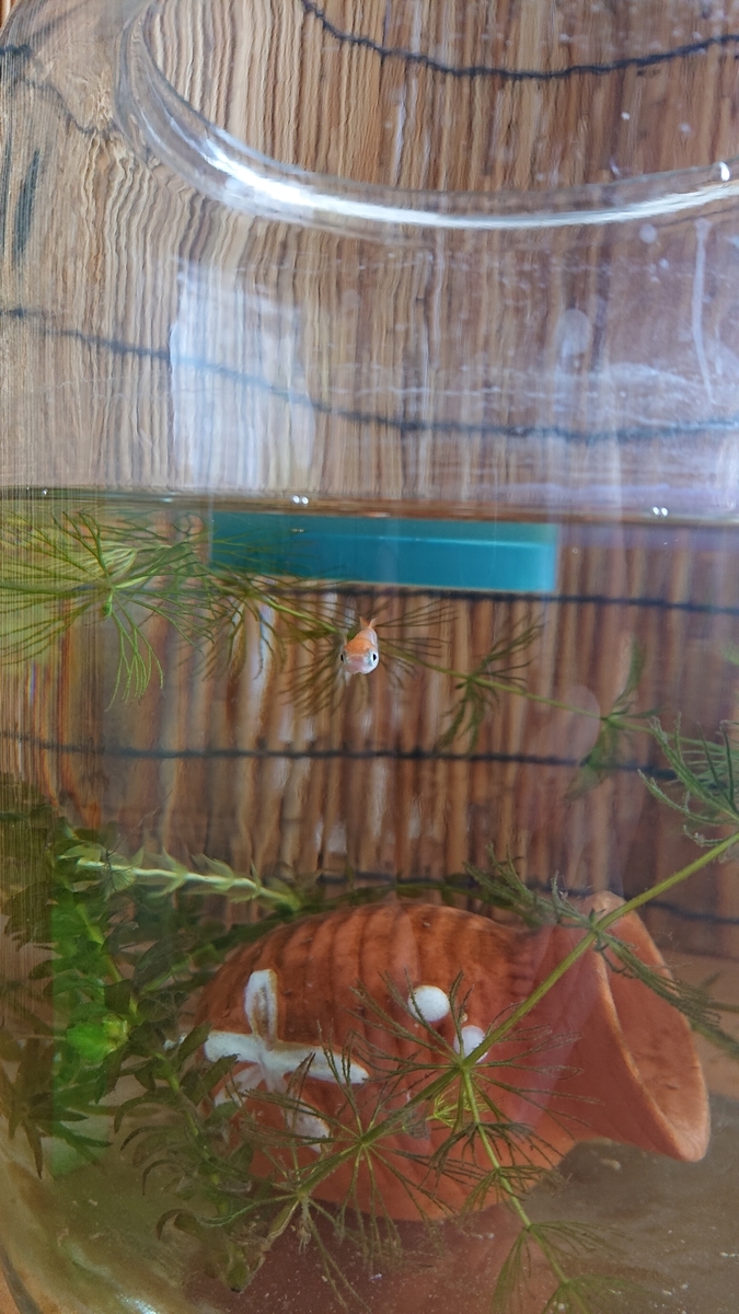 f:id:funaosarasa:20210610002954j:plain