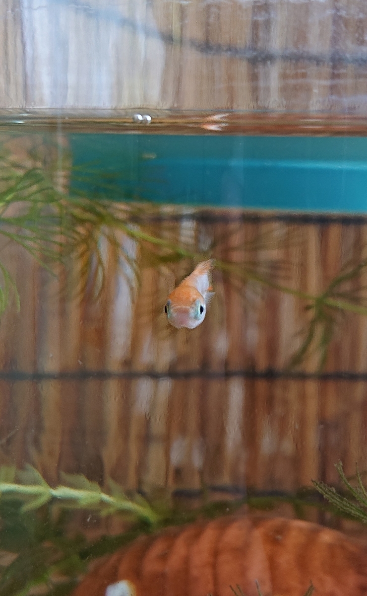 f:id:funaosarasa:20210610003028j:plain