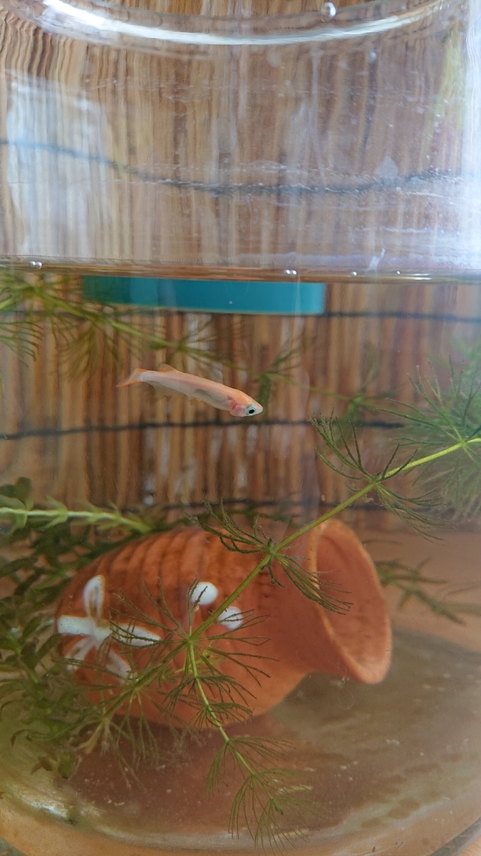 f:id:funaosarasa:20210610003126j:plain