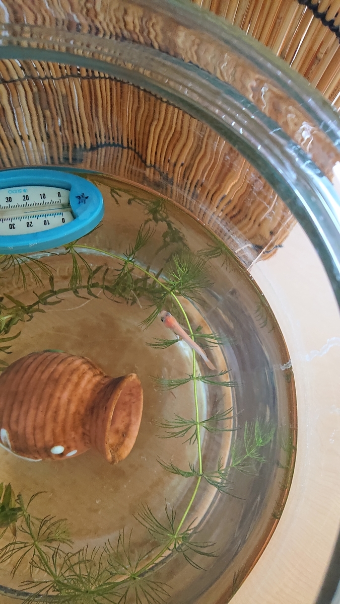 f:id:funaosarasa:20210610003245j:plain