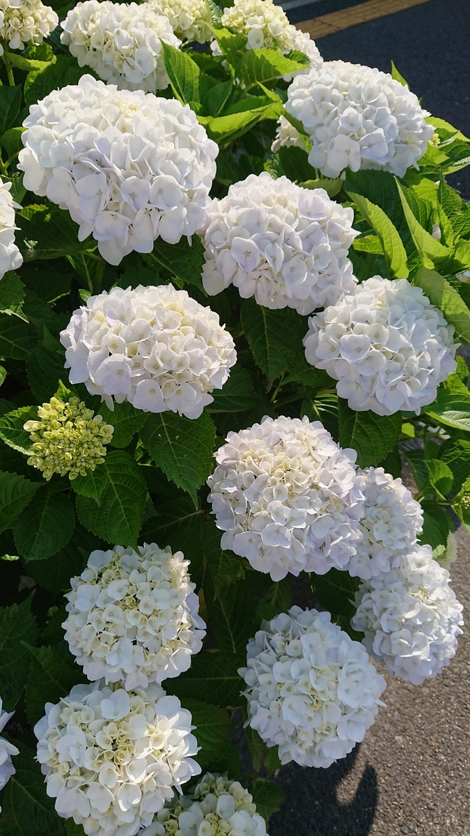 f:id:funaosarasa:20210610160722j:plain