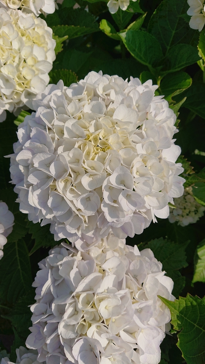 f:id:funaosarasa:20210610160927j:plain