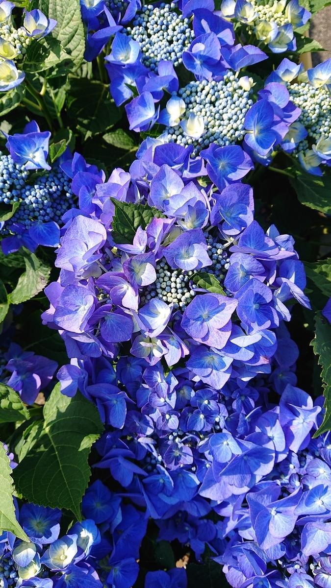 f:id:funaosarasa:20210610161200j:plain