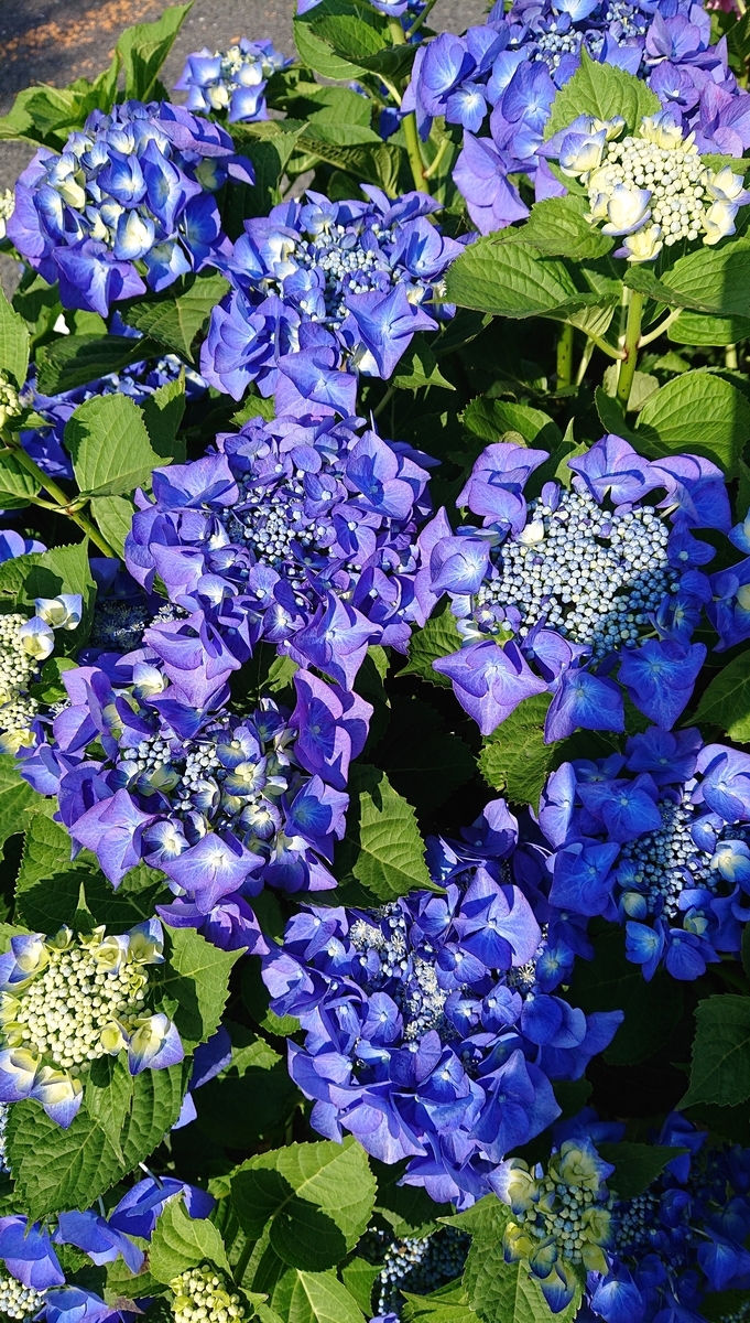 f:id:funaosarasa:20210610161232j:plain