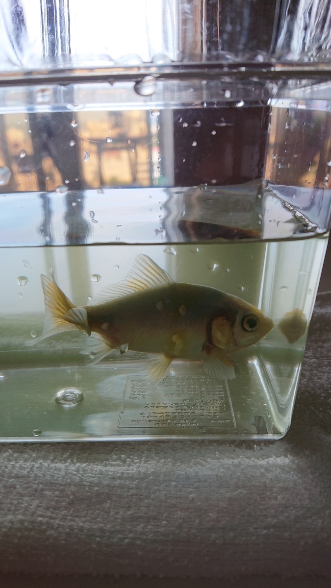 f:id:funaosarasa:20210611143528j:plain