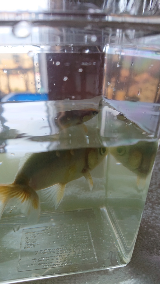 f:id:funaosarasa:20210611143616j:plain