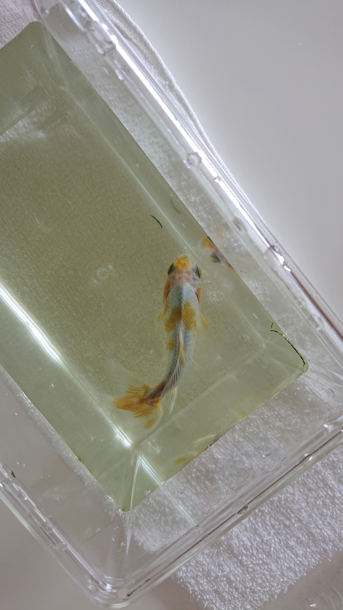 f:id:funaosarasa:20210611143715j:plain