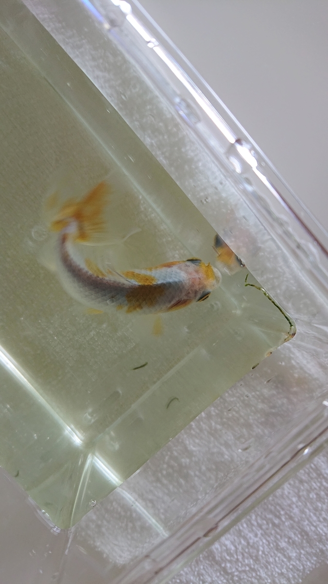 f:id:funaosarasa:20210611143835j:plain