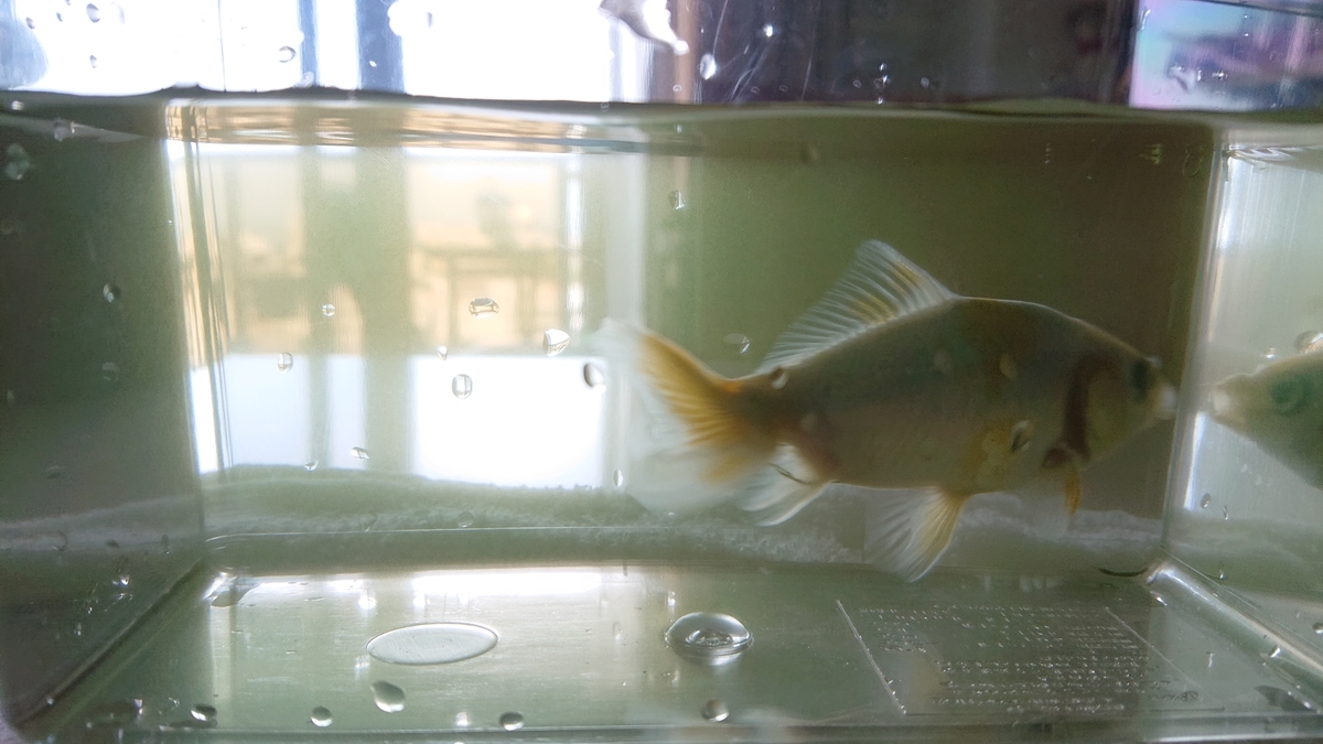 f:id:funaosarasa:20210611144019j:plain