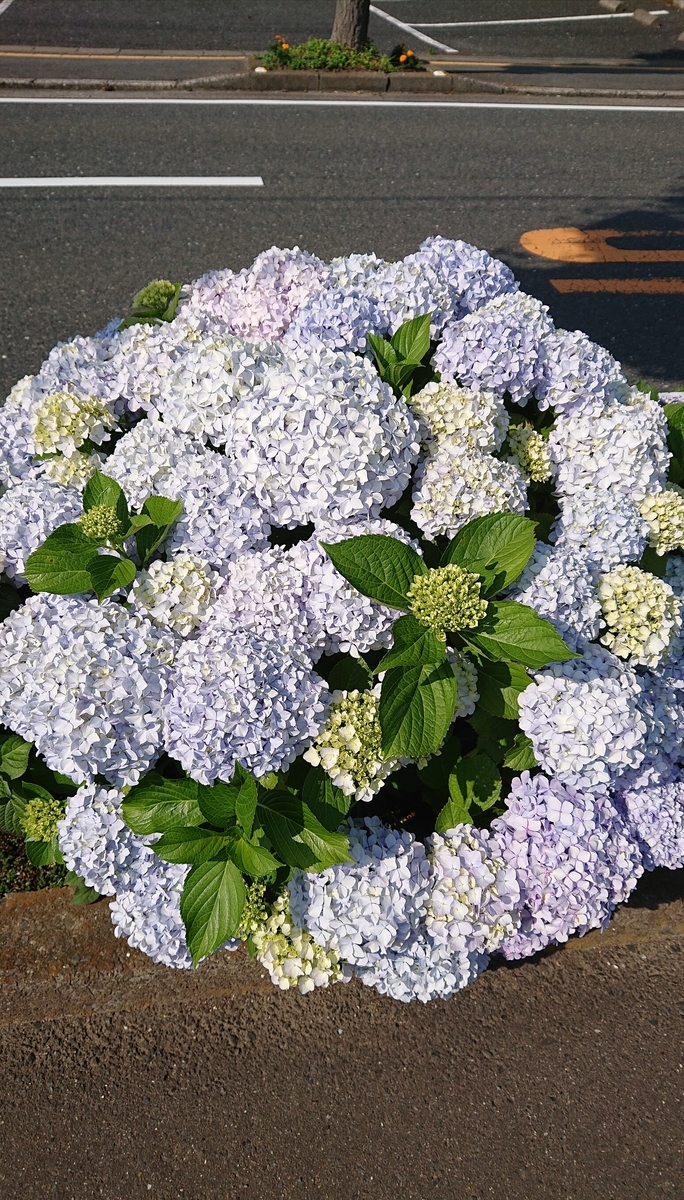 f:id:funaosarasa:20210613082348j:plain