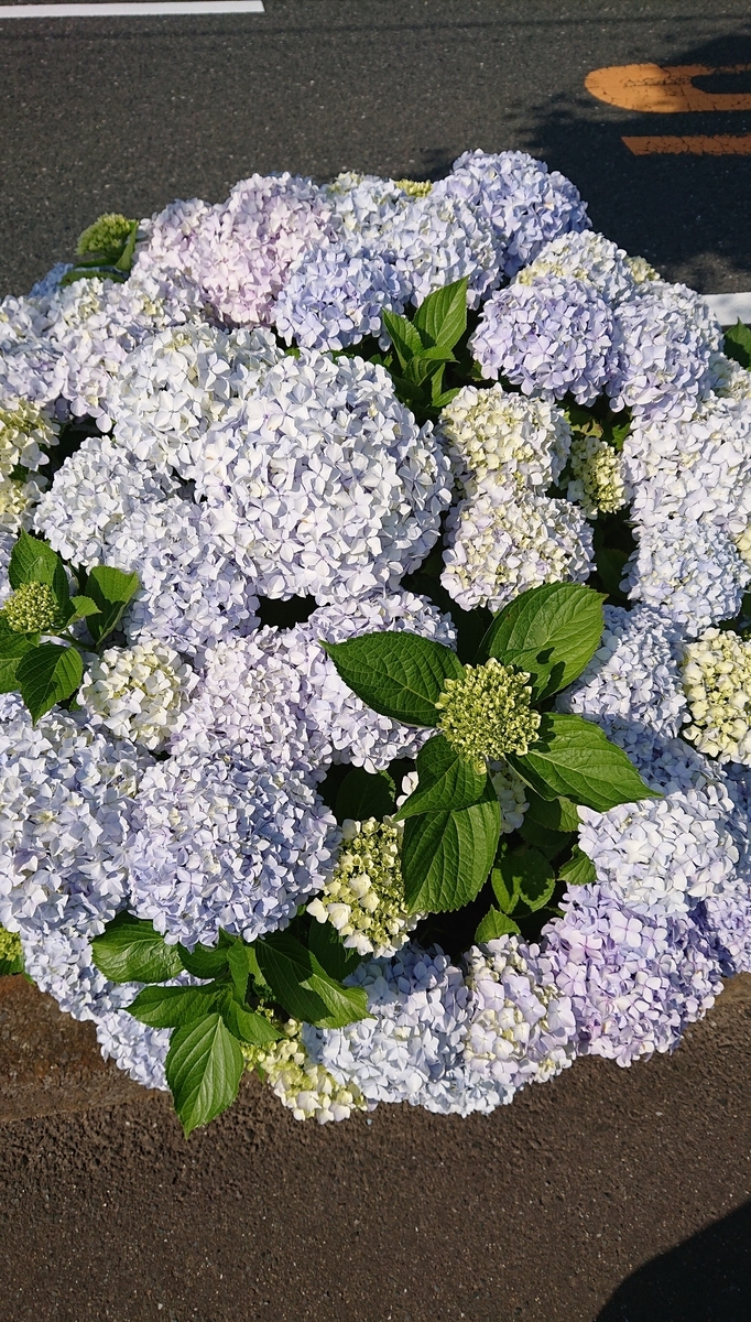 f:id:funaosarasa:20210613082448j:plain