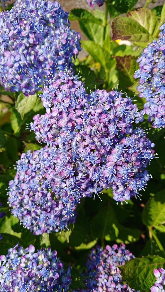 f:id:funaosarasa:20210613082703j:plain