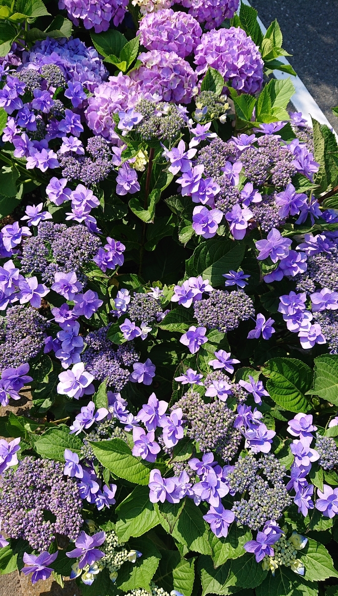 f:id:funaosarasa:20210613082807j:plain