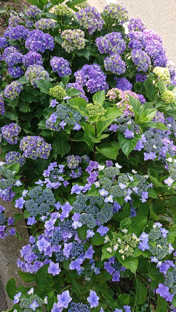 f:id:funaosarasa:20210613082912j:plain