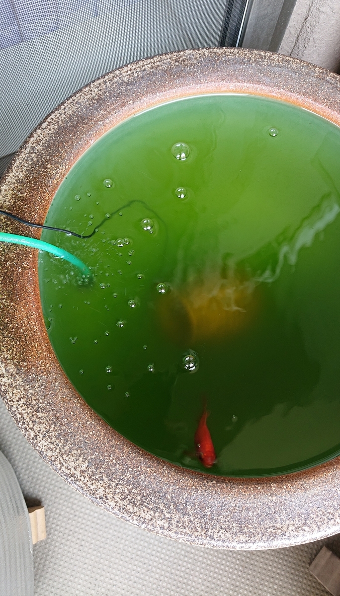 f:id:funaosarasa:20210617190855j:plain