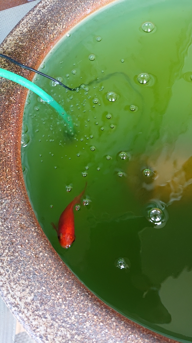 f:id:funaosarasa:20210617191145j:plain