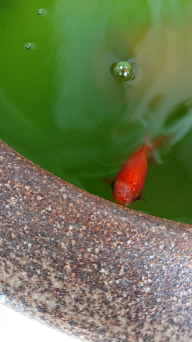 f:id:funaosarasa:20210617191314j:plain