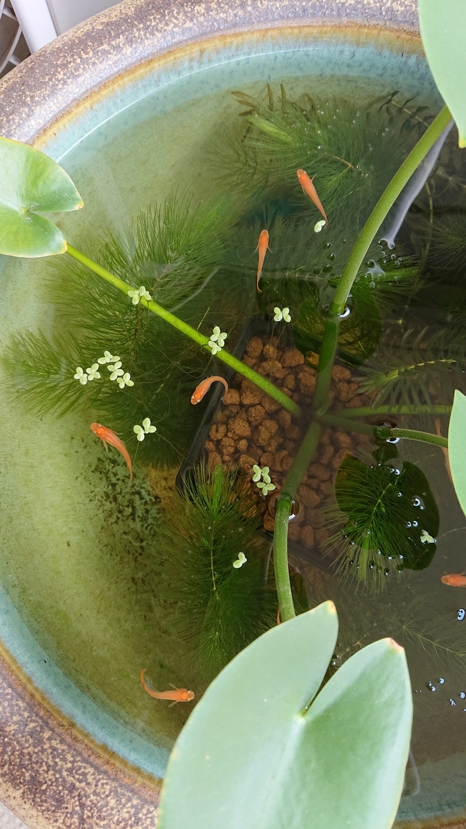 f:id:funaosarasa:20210618220924j:plain