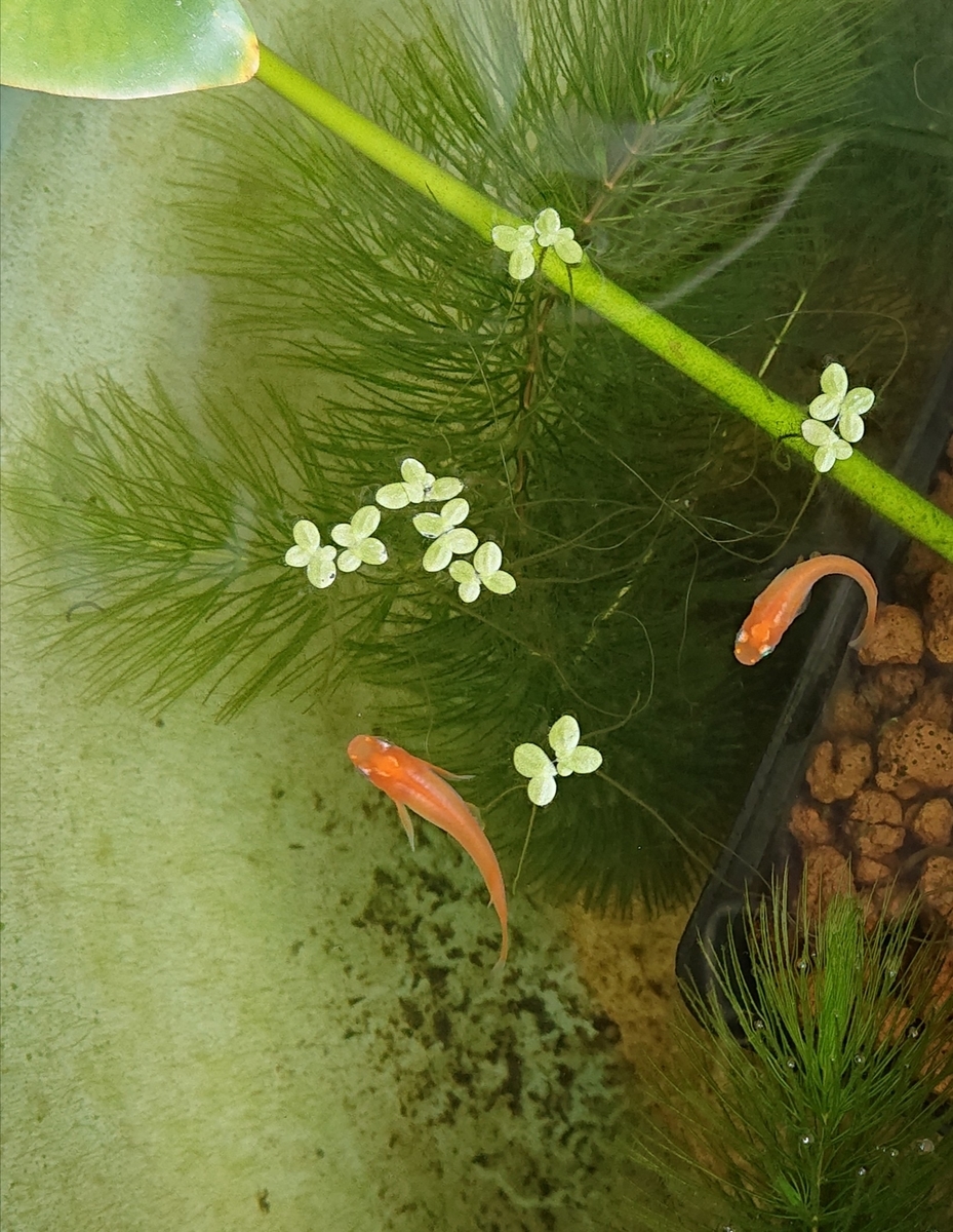 f:id:funaosarasa:20210618221109j:plain