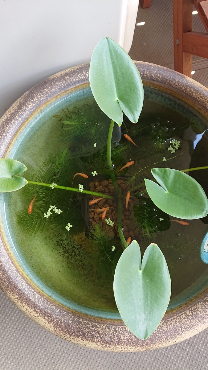 f:id:funaosarasa:20210618221245j:plain