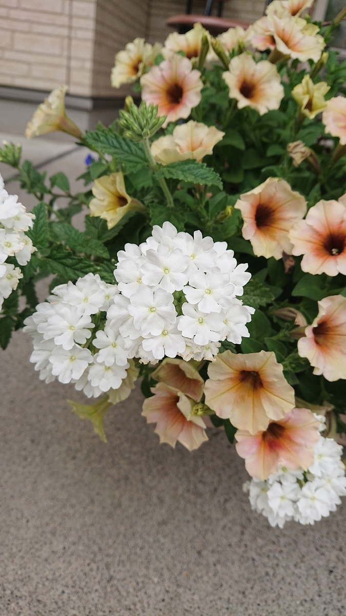 f:id:funaosarasa:20210619142511j:plain