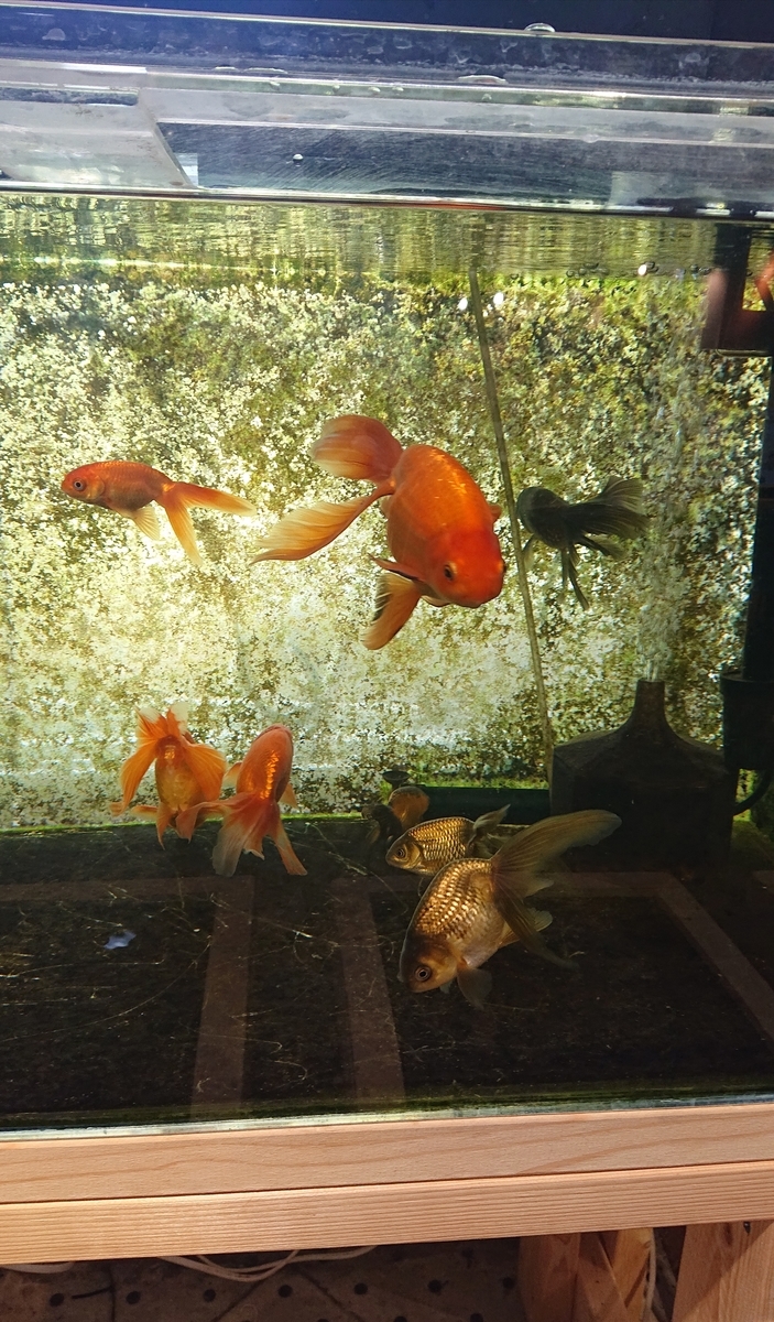 カワセミ水族館の金魚2021 津軽錦 - すくい金魚