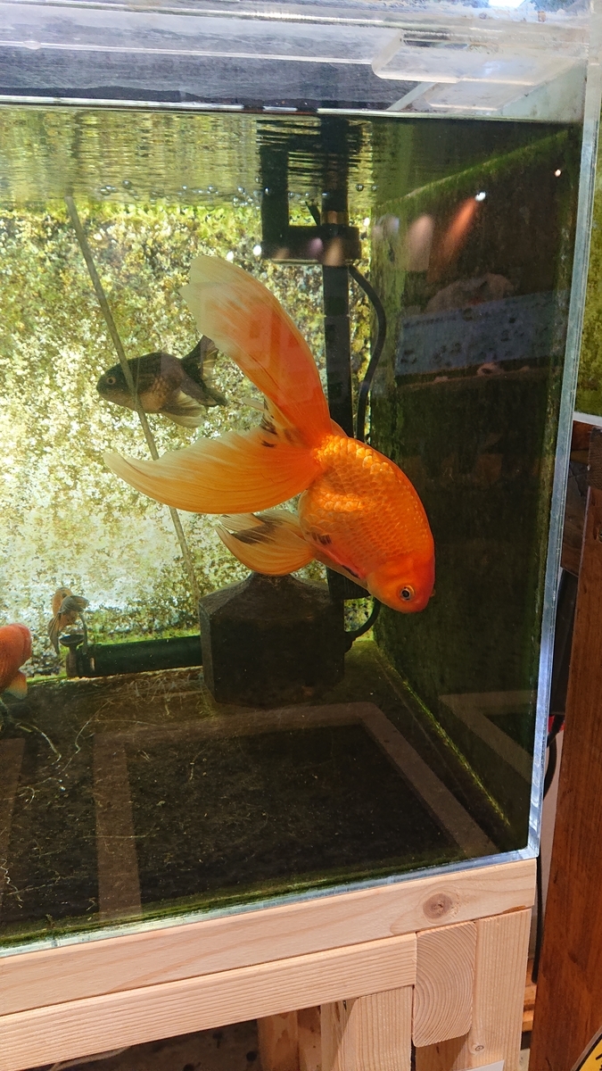 f:id:funaosarasa:20210703002021j:plain