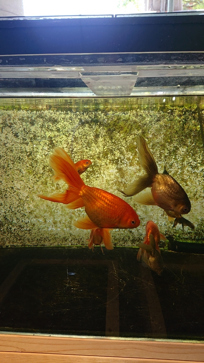 f:id:funaosarasa:20210703002138j:plain