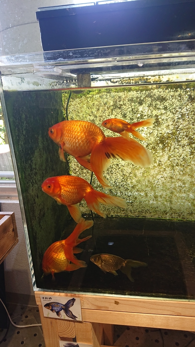 金魚 ?media_id=3300424500256665998