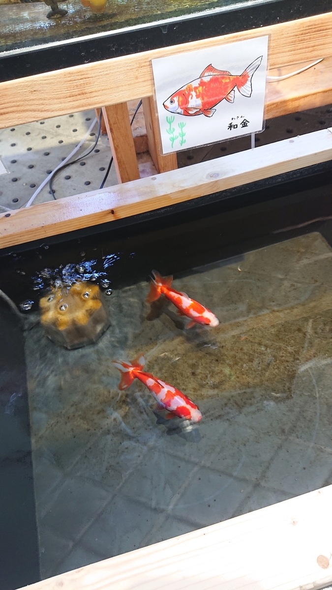 f:id:funaosarasa:20210703231704j:plain