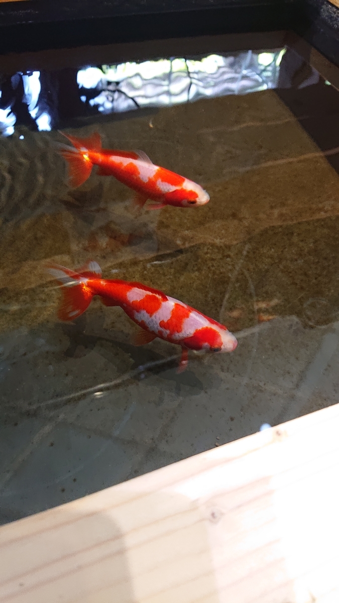 f:id:funaosarasa:20210703231901j:plain