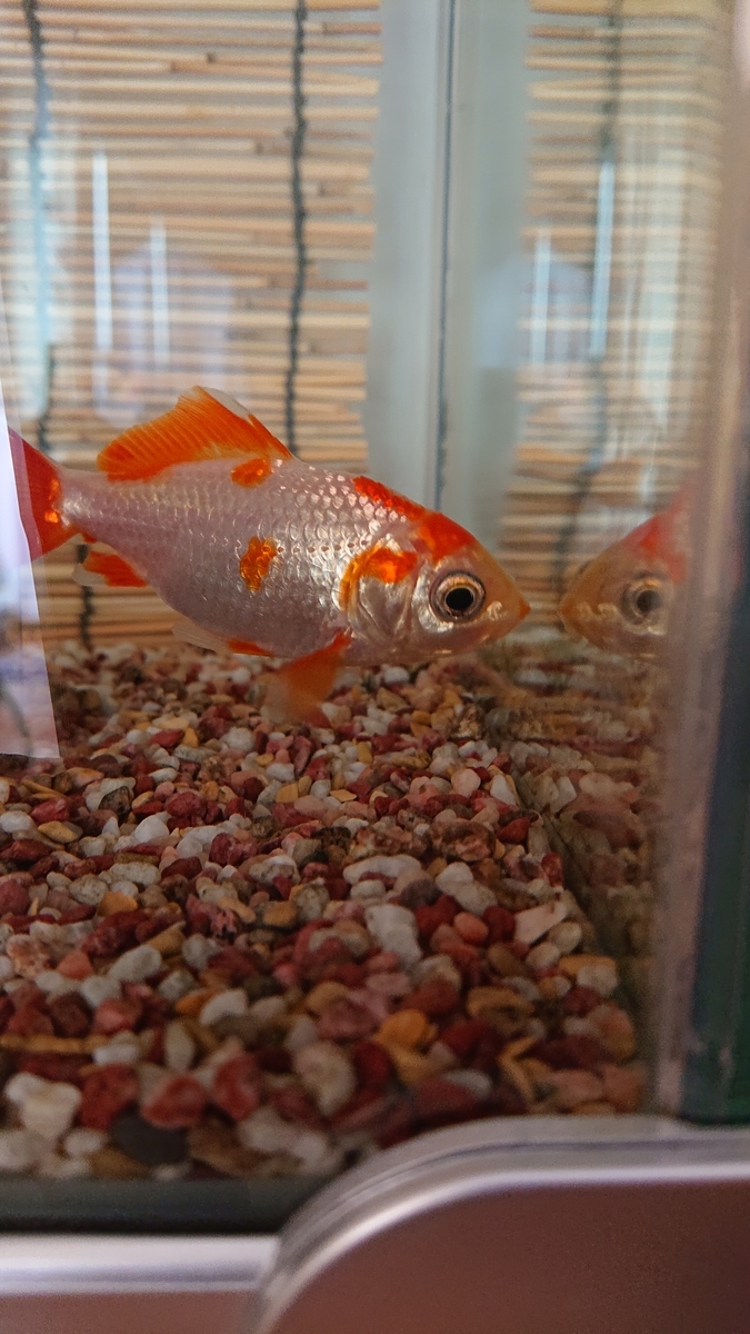 金魚 赤色が退色した原因は すくい金魚