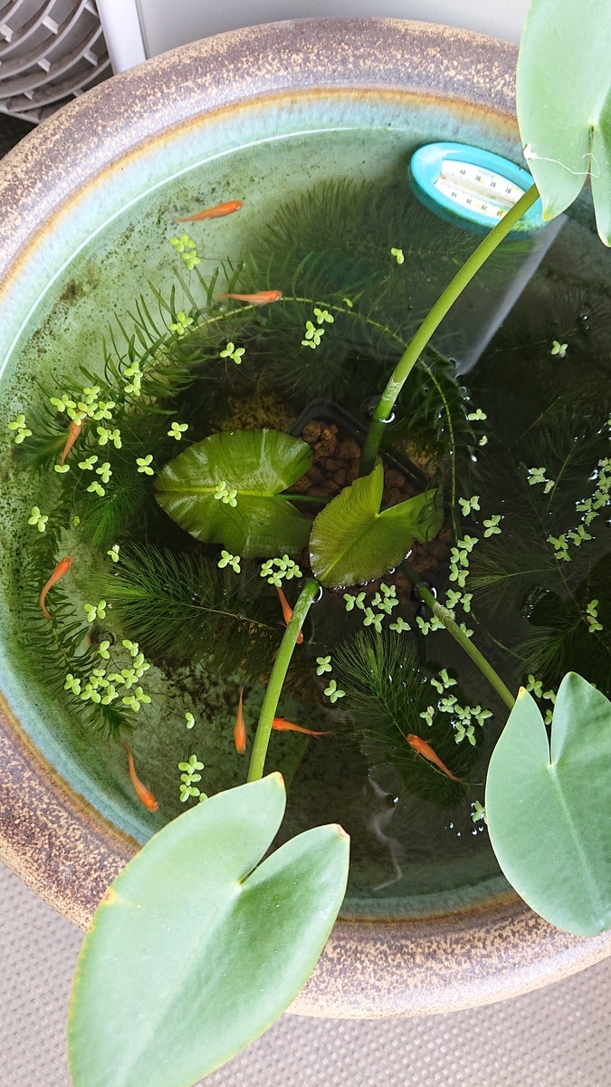 f:id:funaosarasa:20210711145421j:plain