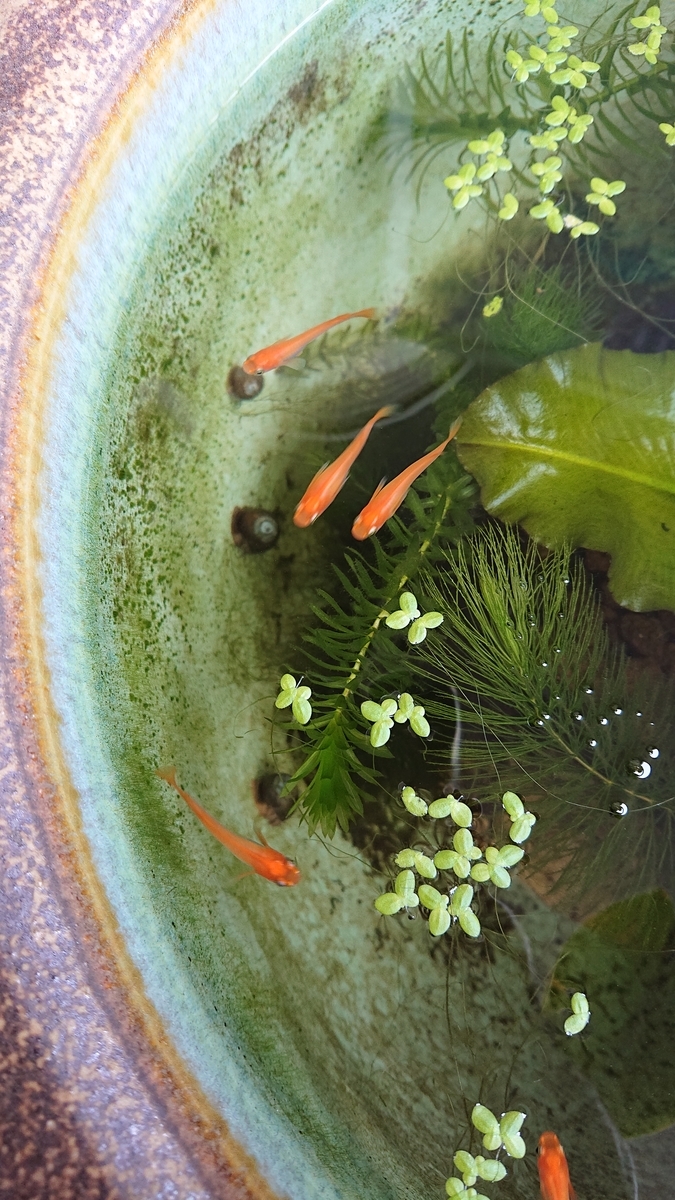 f:id:funaosarasa:20210711145540j:plain