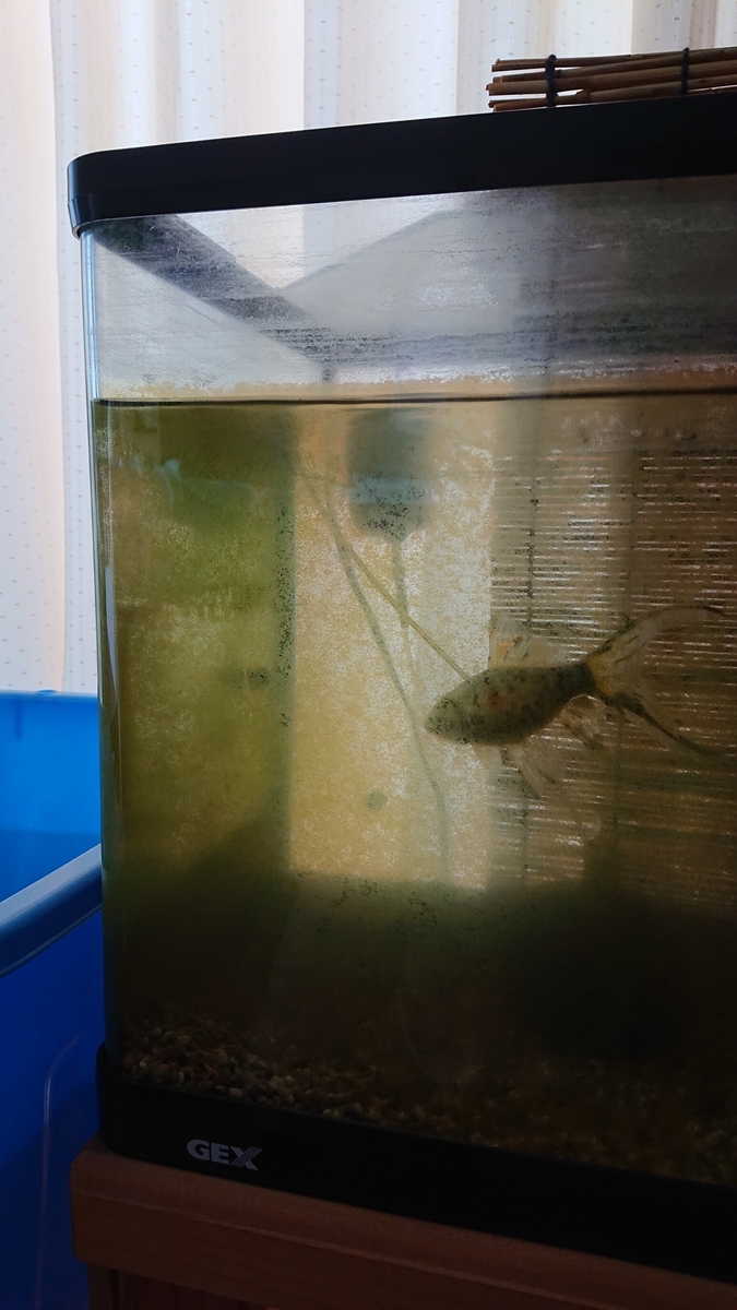 金魚水槽 コケ化の違い すくい金魚