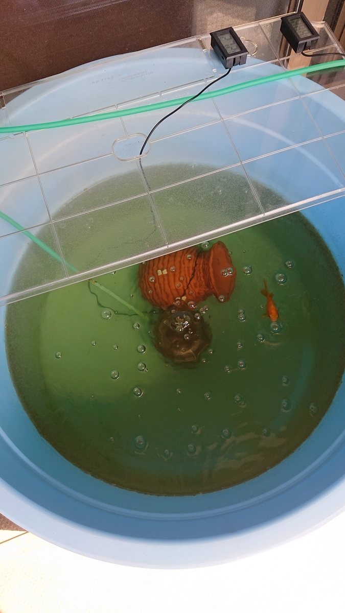 f:id:funaosarasa:20210719221433j:plain