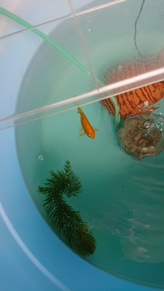 f:id:funaosarasa:20210720163634j:plain