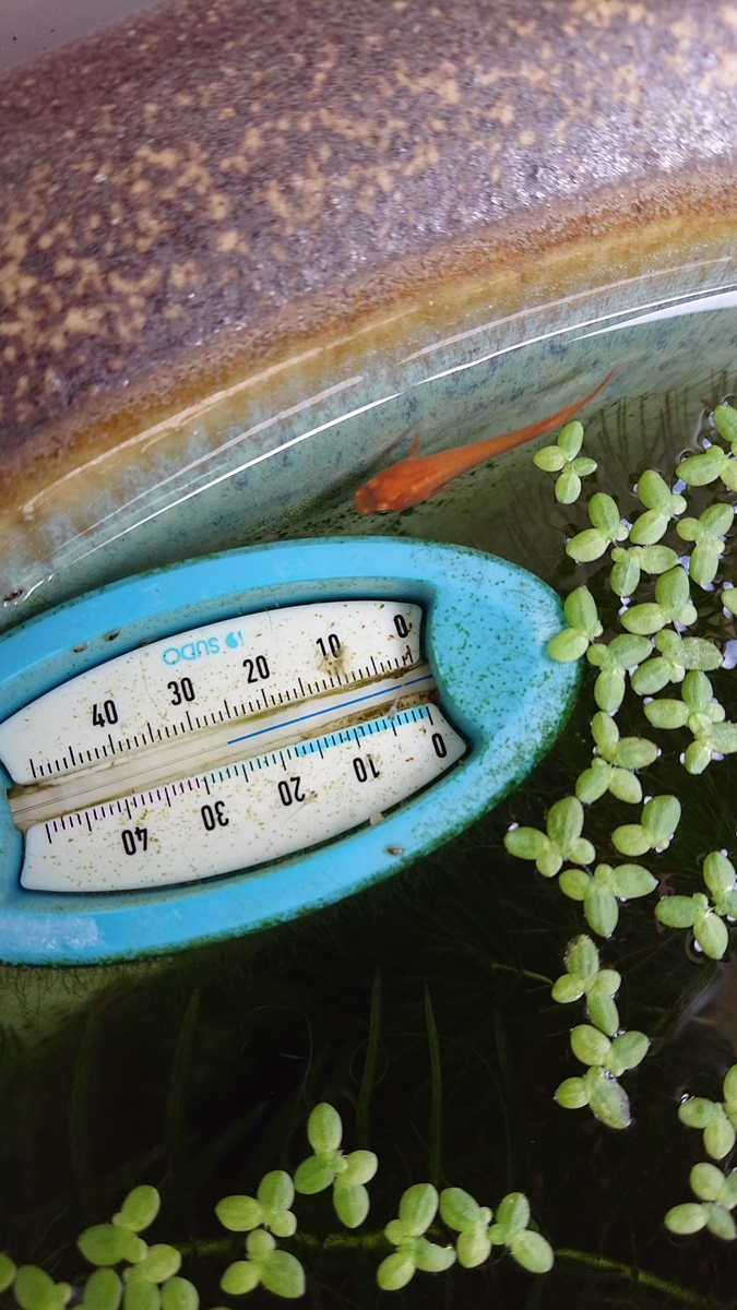 f:id:funaosarasa:20210722233041j:plain