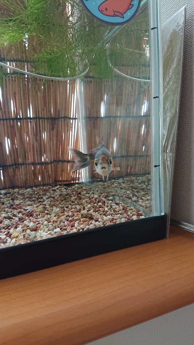 f:id:funaosarasa:20210827145241j:plain