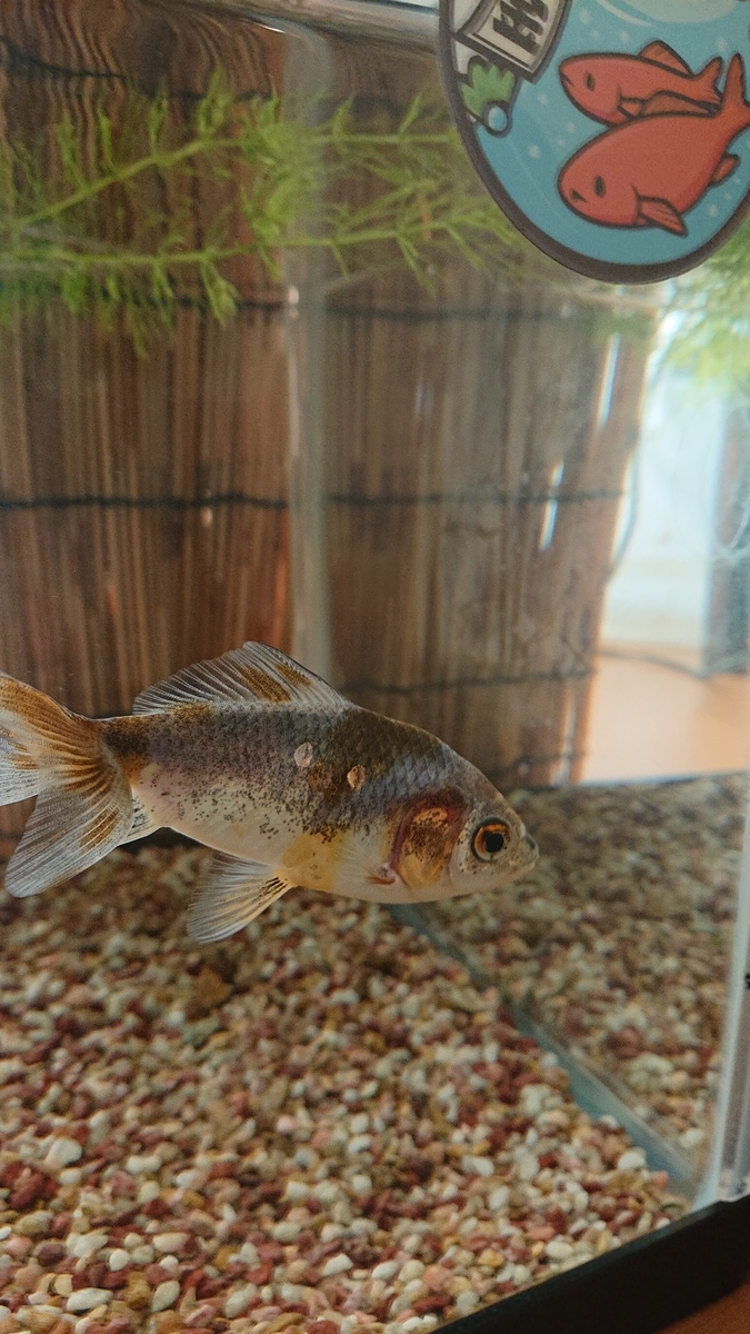 f:id:funaosarasa:20210908004727j:plain