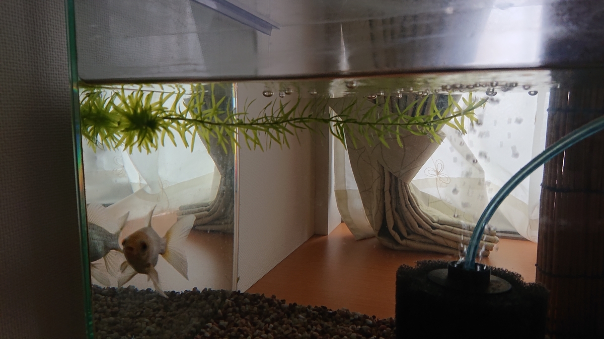 f:id:funaosarasa:20210908145553j:plain