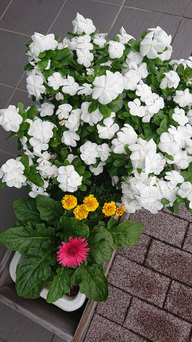 f:id:funaosarasa:20210911151348j:plain